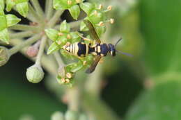 Image of Antepipona deflenda (S. Saunders 1853)