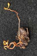 Image of Ophiocordyceps sphecocephala (Klotzsch ex Berk.) G. H. Sung, J. M. Sung, Hywel-Jones & Spatafora 2007