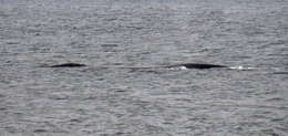 Image of Black Right Whale