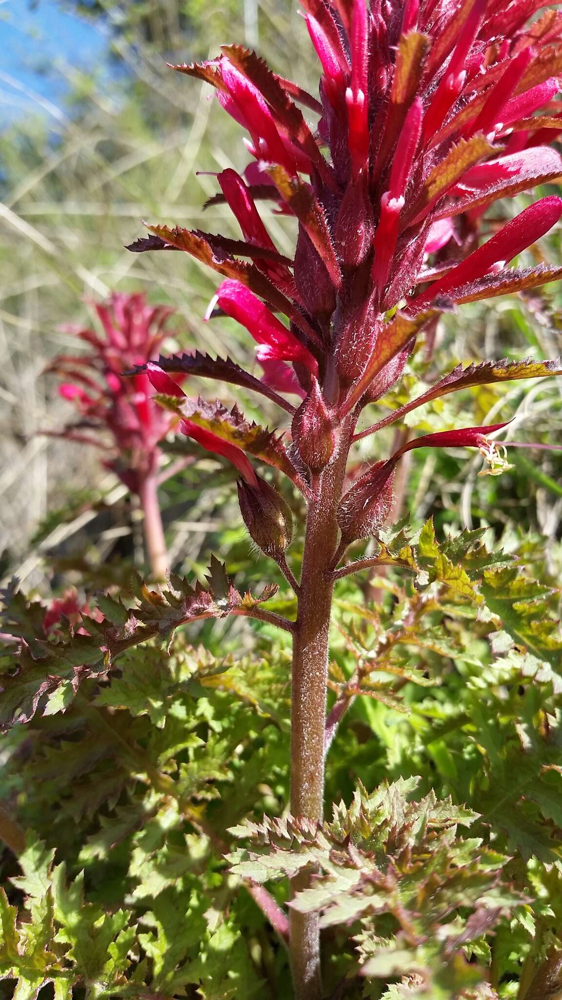 Слика од Pedicularis densiflora Benth.