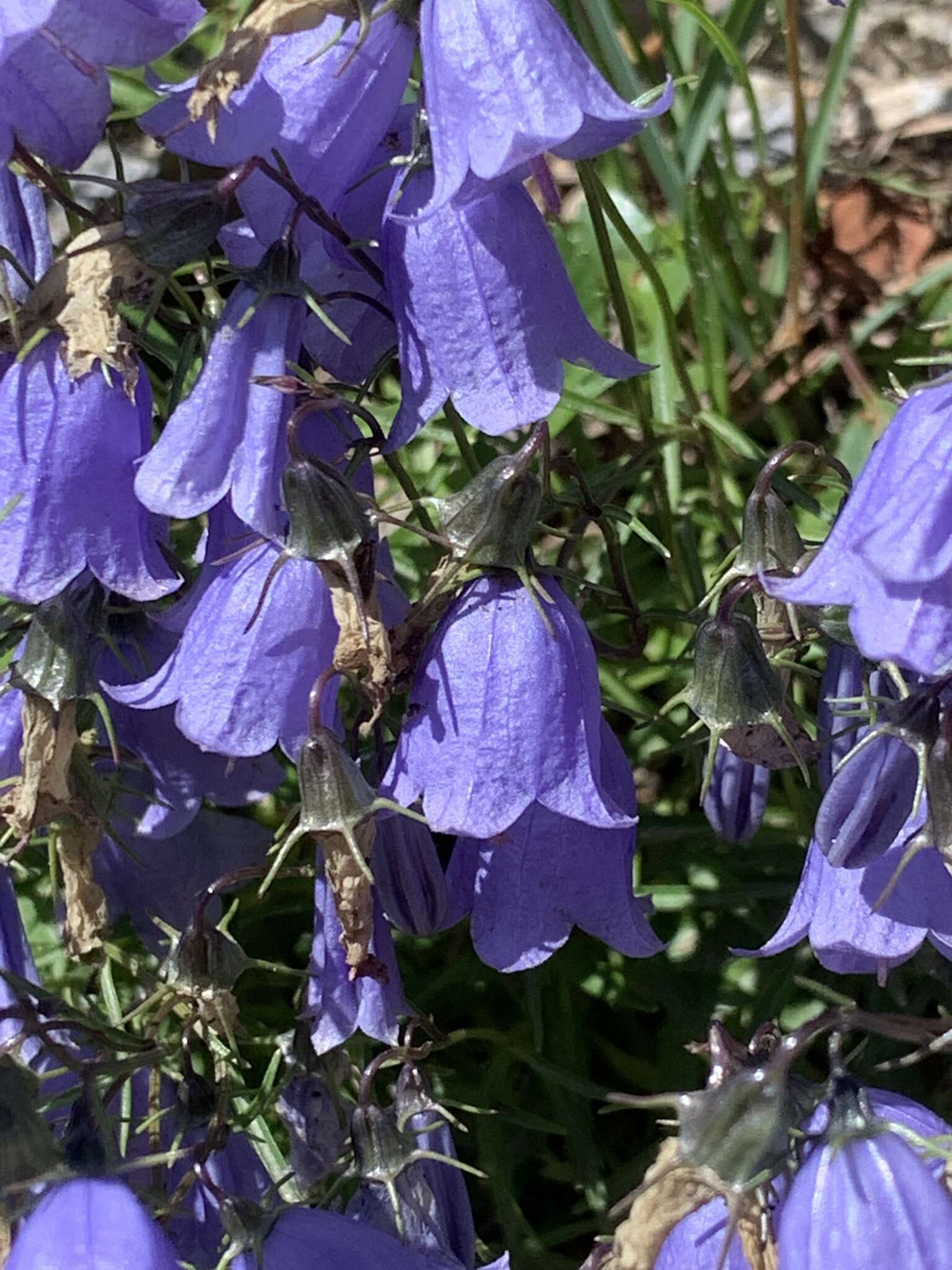 Image of Campanula cochleariifolia Lam.