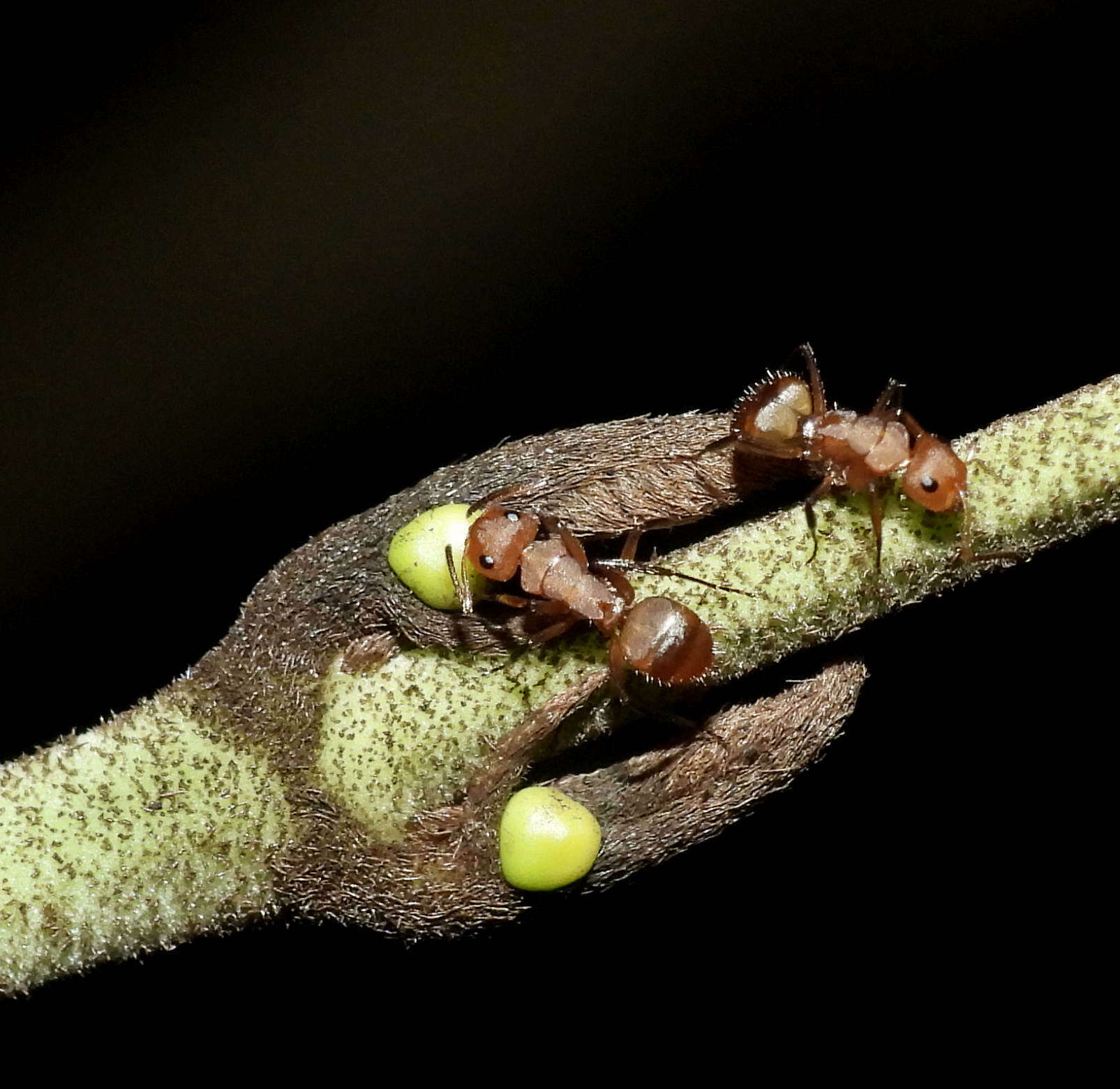 Imagem de Camponotus latangulus Roger 1863