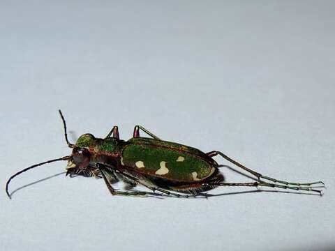 Image of Cicindela (Cicindela) turkestanica Ballion 1871