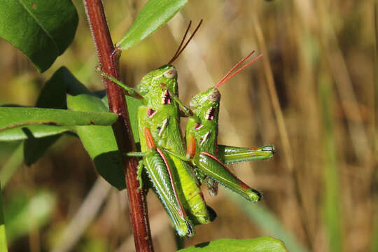 Image of Hesperotettix viridis brevipennis (Thomas & C. 1874)