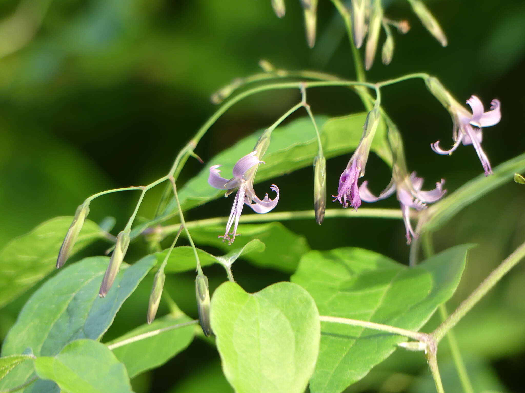 Image of rattlesnakeroot