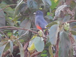 Trogon surrucura Vieillot 1817 resmi