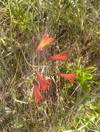 Image of Alstroemeria gardneri Baker