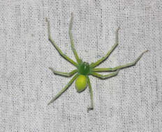 Image of Green Huntsman
