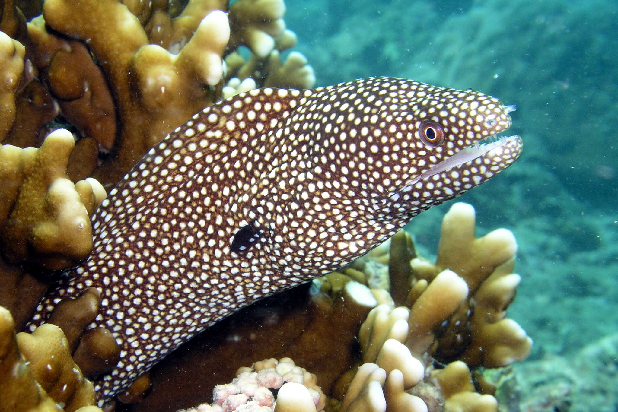 Image of Turkey moray