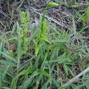 Plancia ëd Habenaria subviridis Hoehne & Schltr.