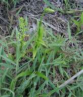 Plancia ëd Habenaria subviridis Hoehne & Schltr.