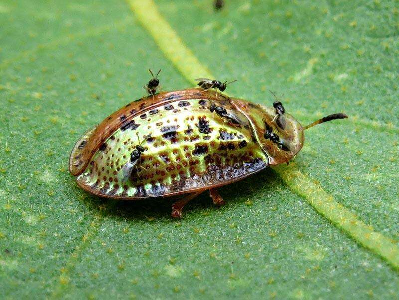 Image of Conchyloctenia tripuncticollis (Boheman 1862)