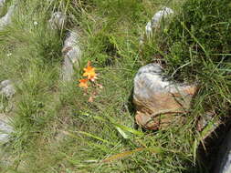 Image of Watsonia pillansii L. Bolus