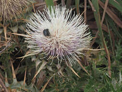 Cynara cornigera Lindl.的圖片