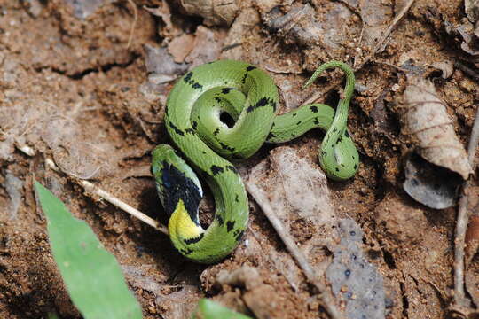 Rhabdophis plumbicolor plumbicolor (Cantor 1839)的圖片