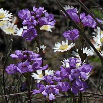 Imagem de Euphrasia collina subsp. collina