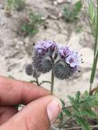 Phacelia hubbyi (J. F. Macbr.) Garrison的圖片