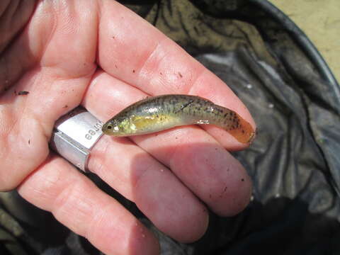 Image of Marsh killifish