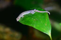 Слика од Hemiphyllodactylus typus Bleeker 1860