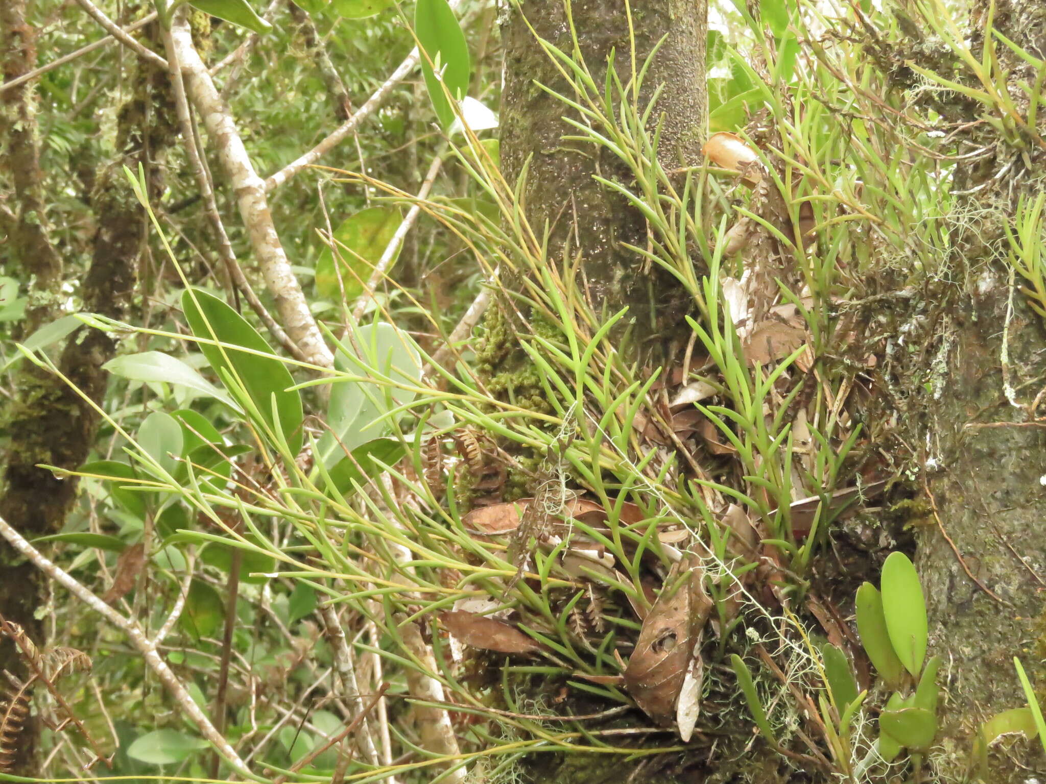 Image of moss tufted orchid