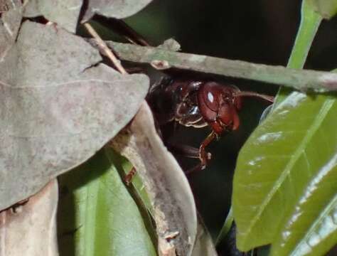 Image de Polistes franciscanus Richards 1978