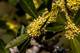 Plancia ëd Gymnosporia oleosa (A. E. van Wyk & R. H. Archer)