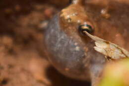 Image of Microhyla nilphamariensis Howlader, Nair, Gopalan & Merilä 2015