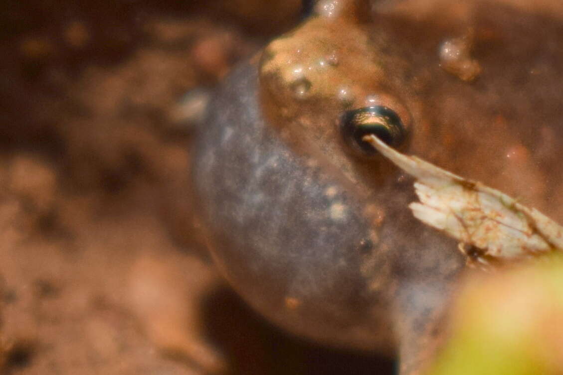 Image of Microhyla nilphamariensis Howlader, Nair, Gopalan & Merilä 2015