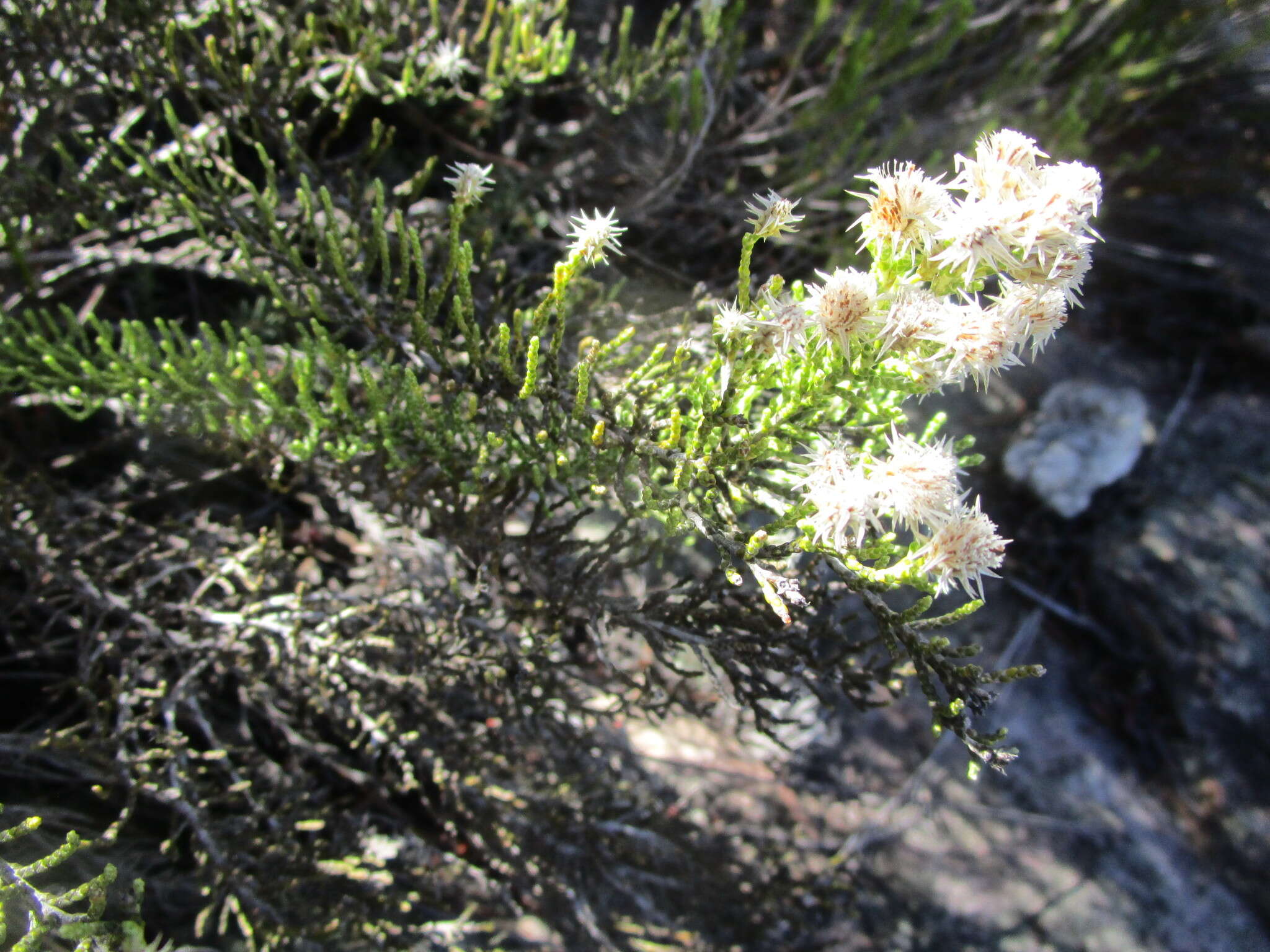 Image of Dolichothrix ericoides (Lam.) Hilliard & Burtt