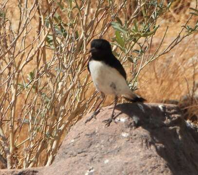 Image of Hume's Wheatear