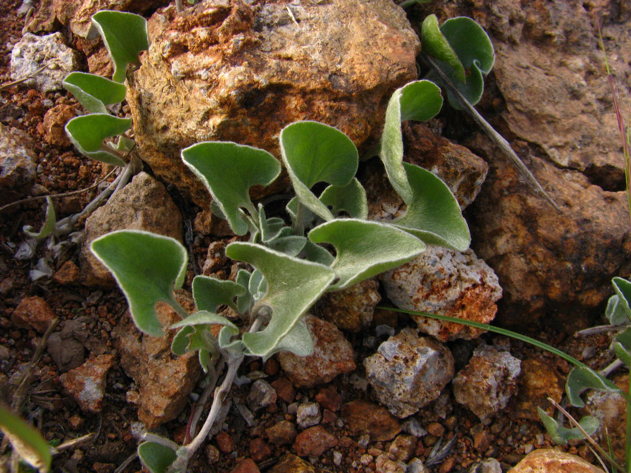 Image of silver ponysfoot