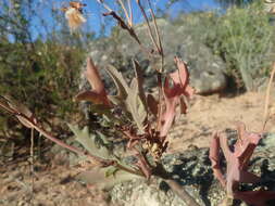 Image of Othonna quercifolia DC.