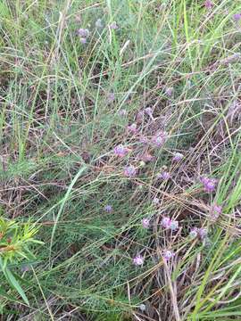 Image of compact prairie clover