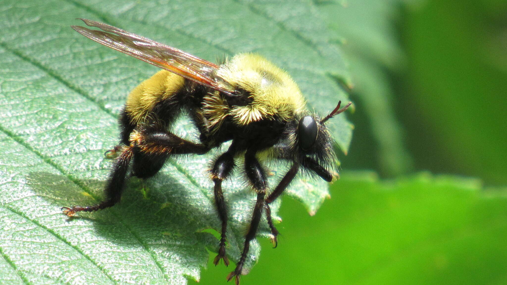 Image of Laphria thoracica Fabricius 1805