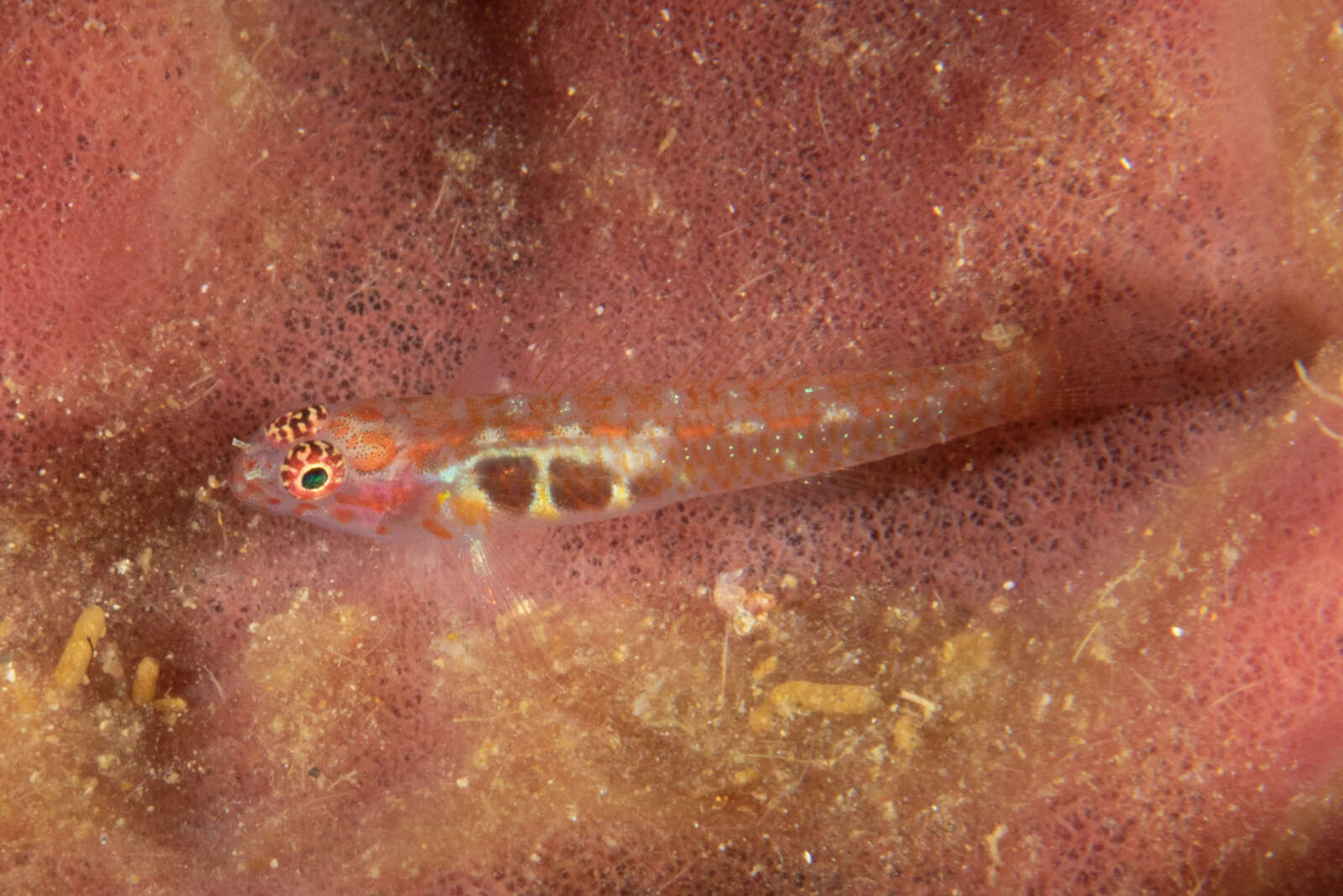 Image of Paintedface dwarfgoby