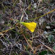 Image of petticoat daffodil