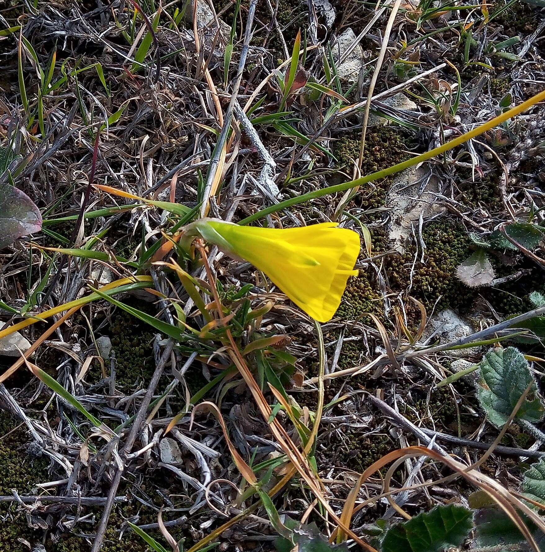 Image of petticoat daffodil