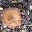 Imagem de Austropaxillus nothofagi (McNabb) Bresinsky & Jarosch 1999