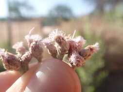 Image of Tessaria absinthioides (Hook. & Arn.) DC.