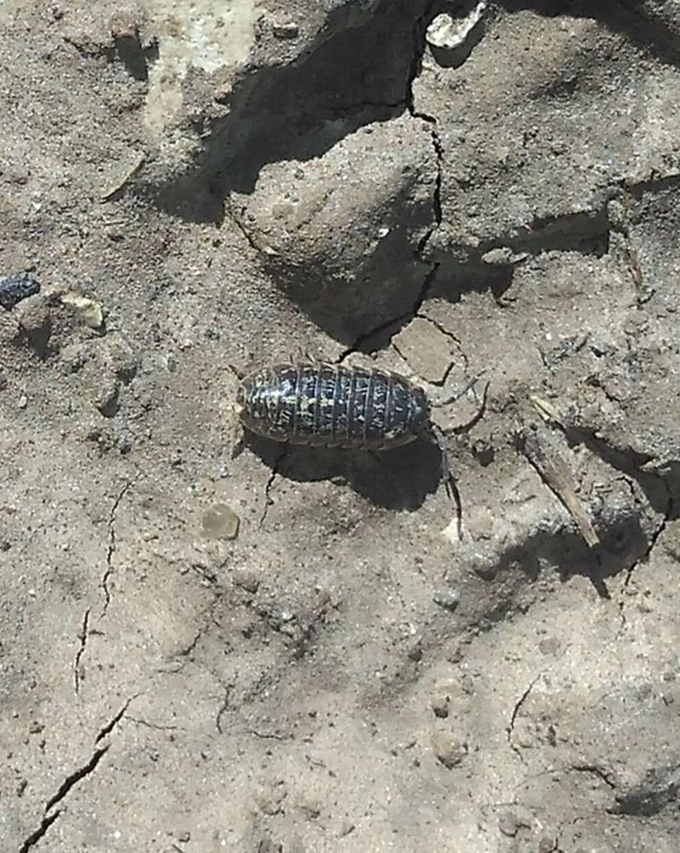 Armadillidium versicolor Stein 1859 resmi