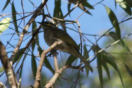 Image of Caligavis Honeyeaters