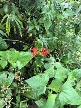 Слика од Begonia stenotepala L. B. Sm. & B. G. Schub.