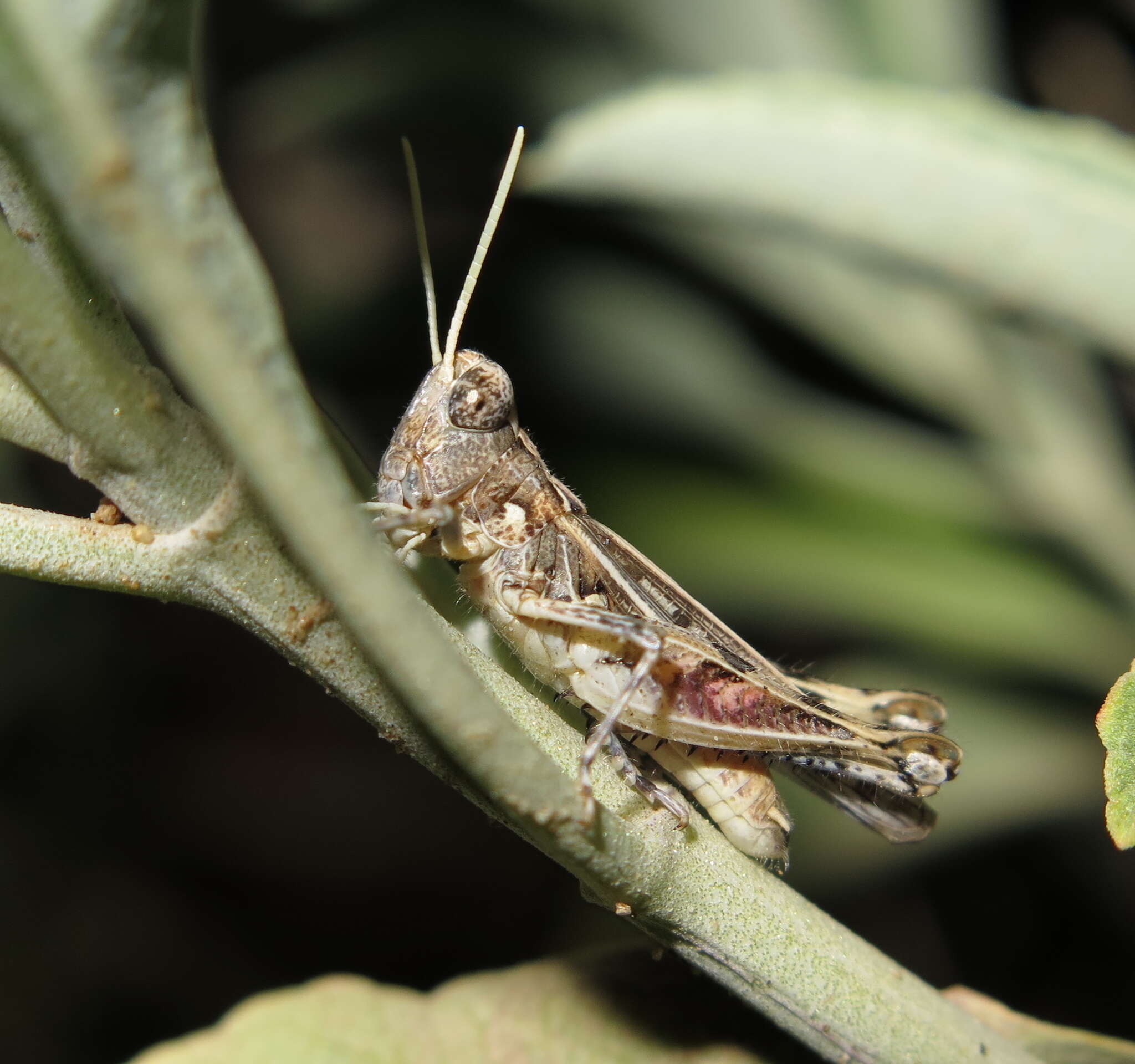 Слика од Eupnigodes sierranus (Rehn, J. A. G. & Hebard 1909)