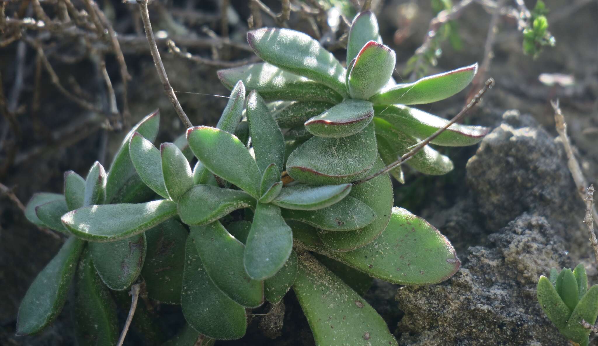 Image of Crassula pubescens subsp. pubescens