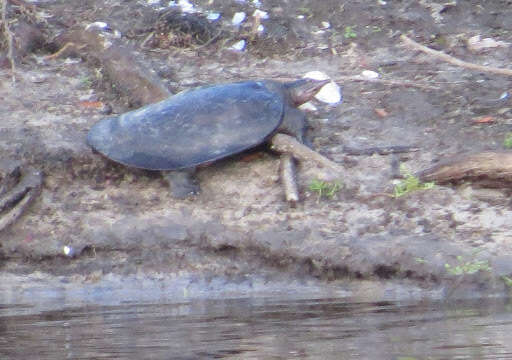 Image of Florida Softshell Turtle