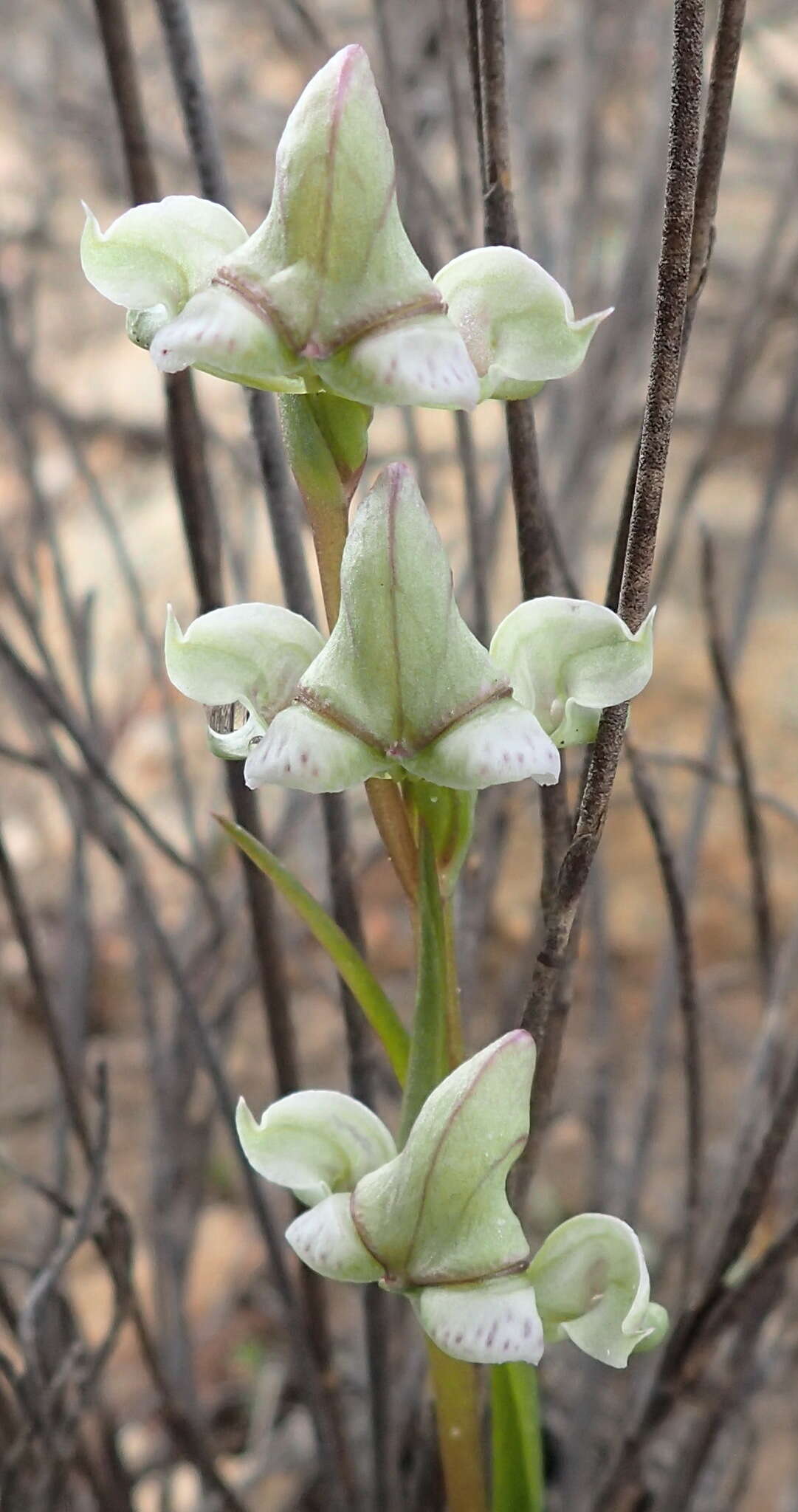 Disperis circumflexa subsp. aemula (Schltr.) J. C. Manning resmi