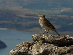 Image of Anthus novaeseelandiae novaeseelandiae (Gmelin & JF 1789)