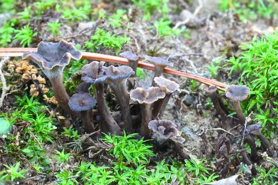 Plancia ëd Pseudocraterellus subundulatus (Peck) D. A. Reid 1962