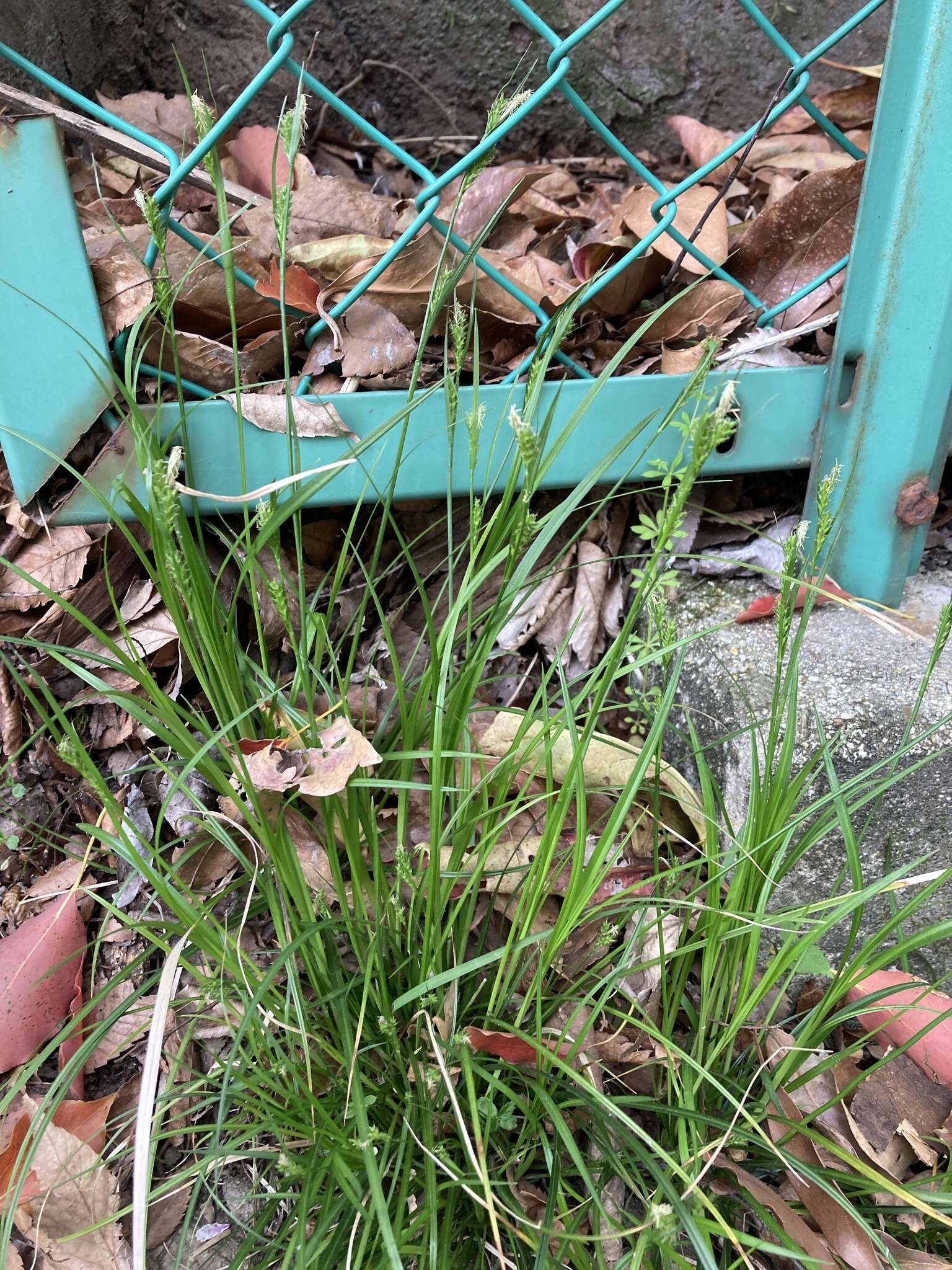 Image of Carex breviculmis var. breviculmis