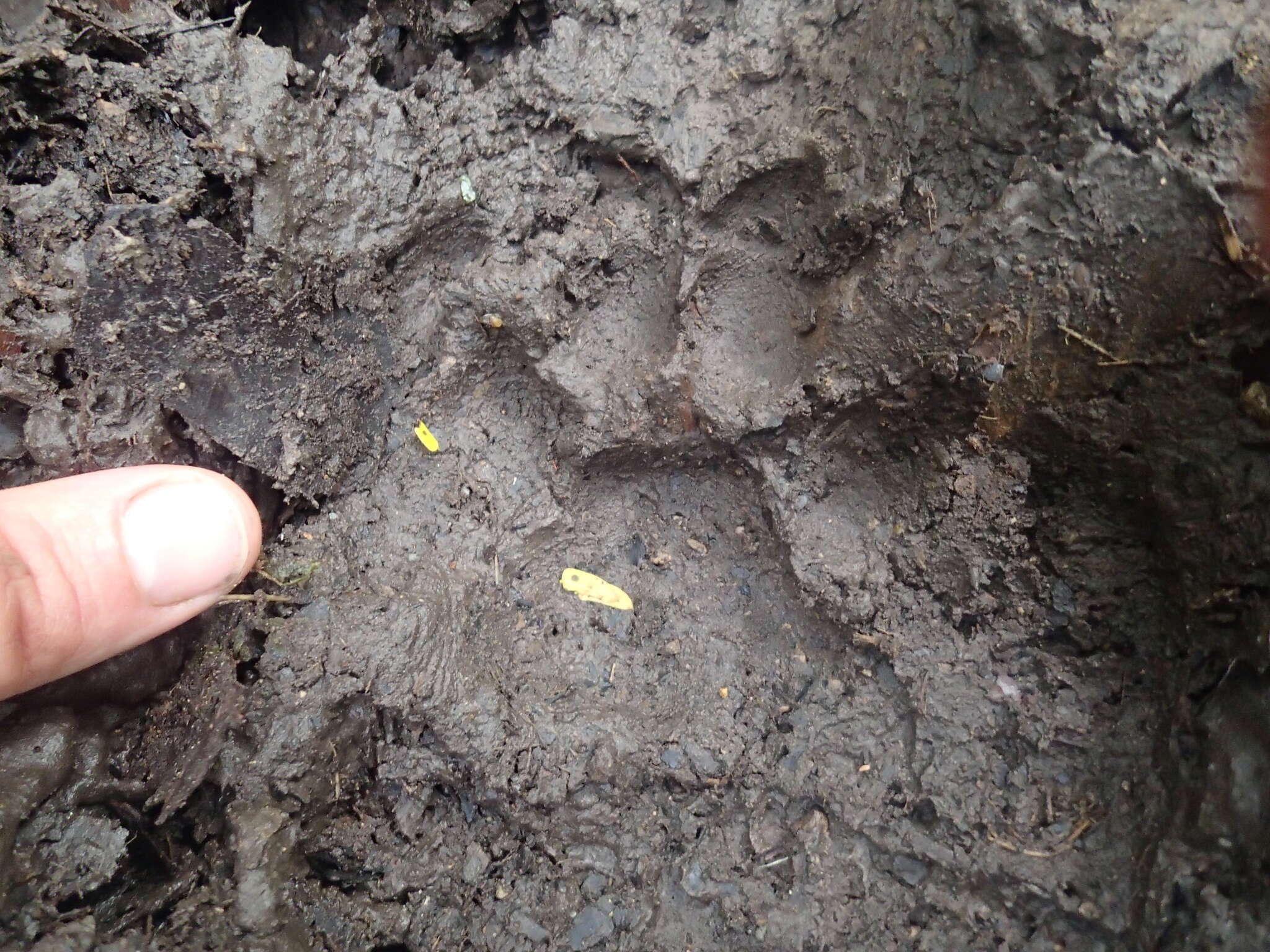 Image of South American cougar